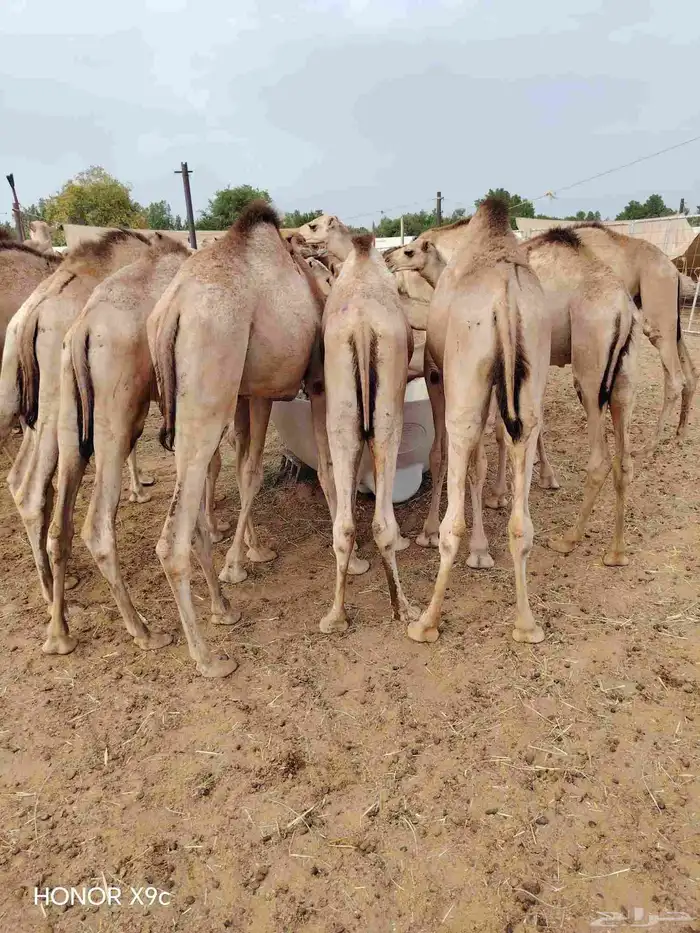 تيوس وقعدان صوماليه متميزه 4