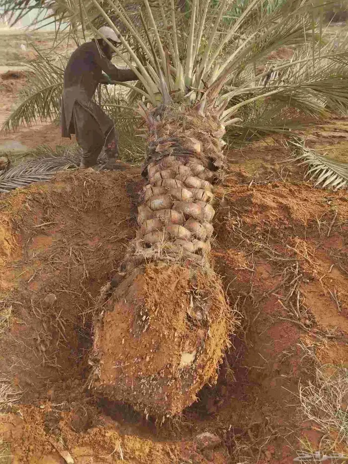 جثايث نقايل نخل للبيع جميع الأنواع 7