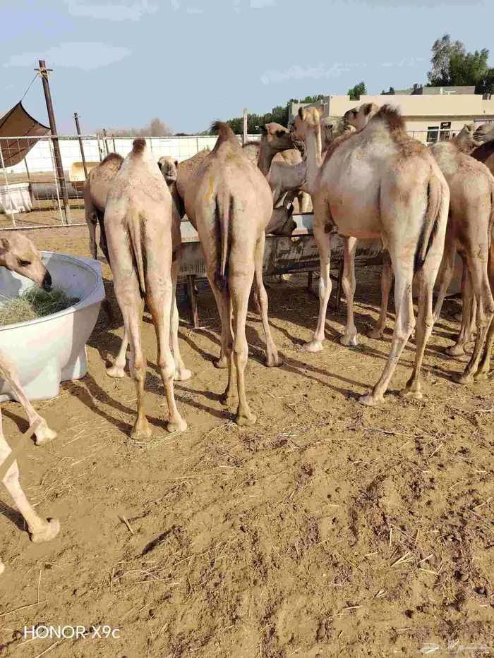 تاجر أو عمدك ملحمة وتدور قعدان طيبة بسعر مناسب موجود طلبك 1