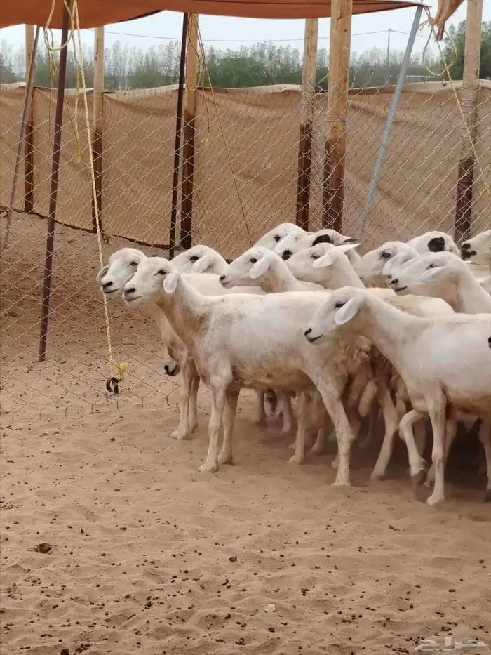 غنم مقاني مواليد ( تم البيع) 1