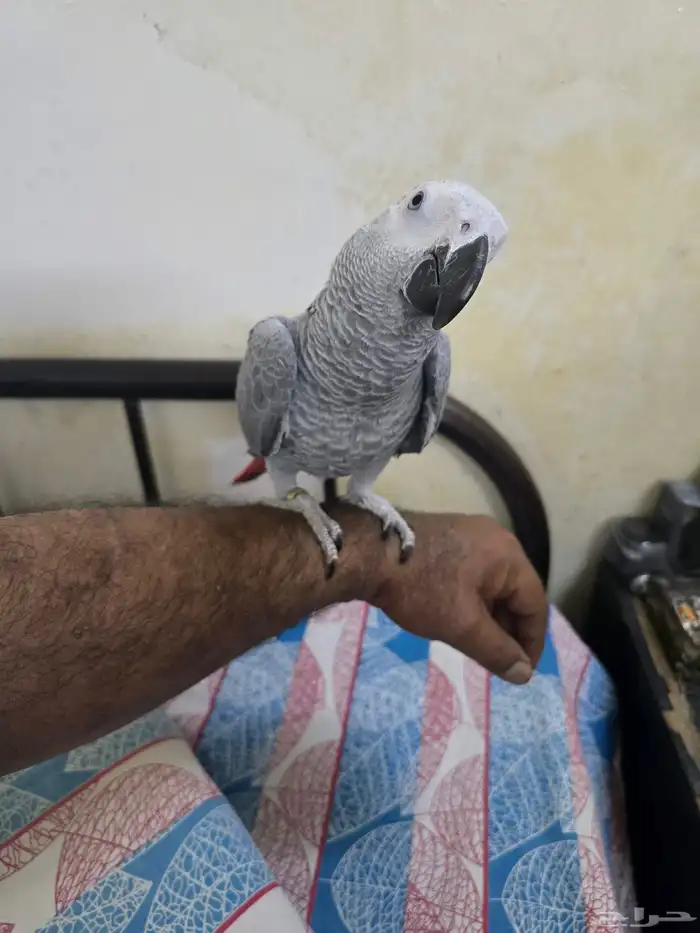 ببغاء كاسكو 0