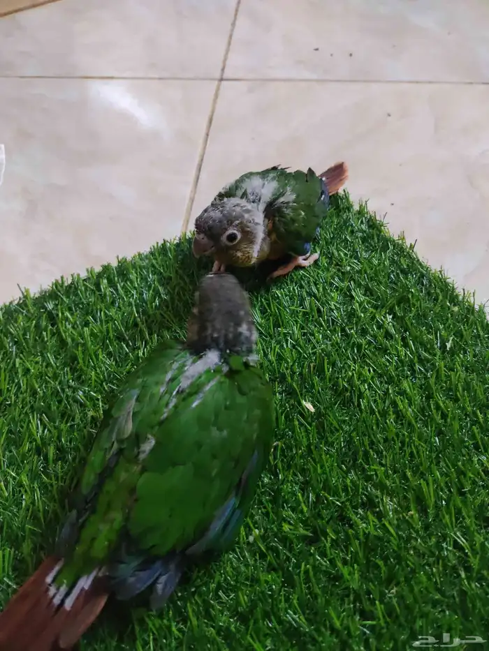 فروخ كنيور 2