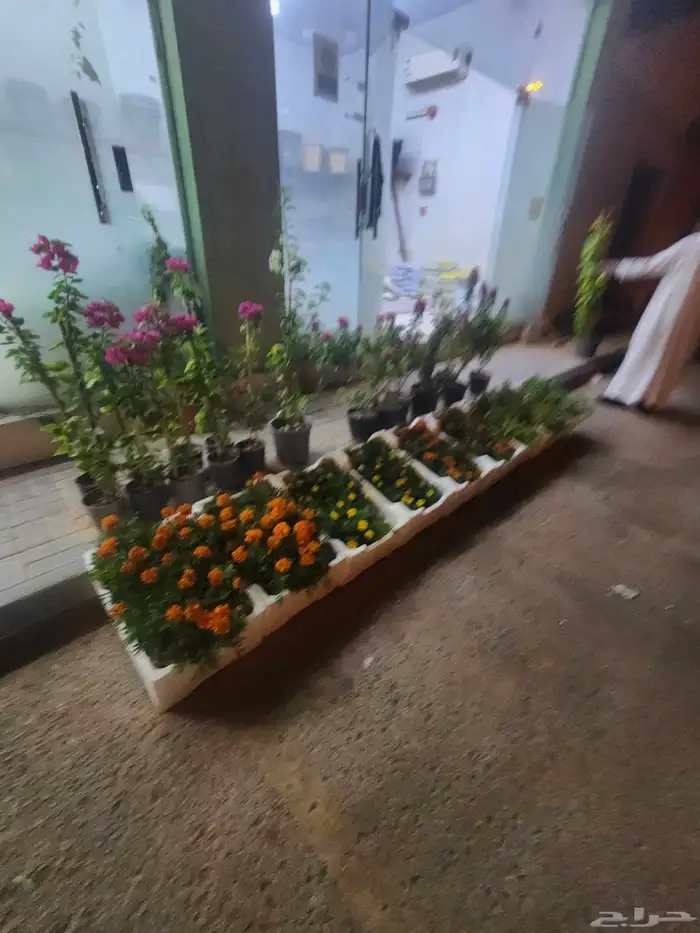 فني زاعي نقوم بتزين الحدائق وتوريد جميع الاشجار قص وتنضيف 8