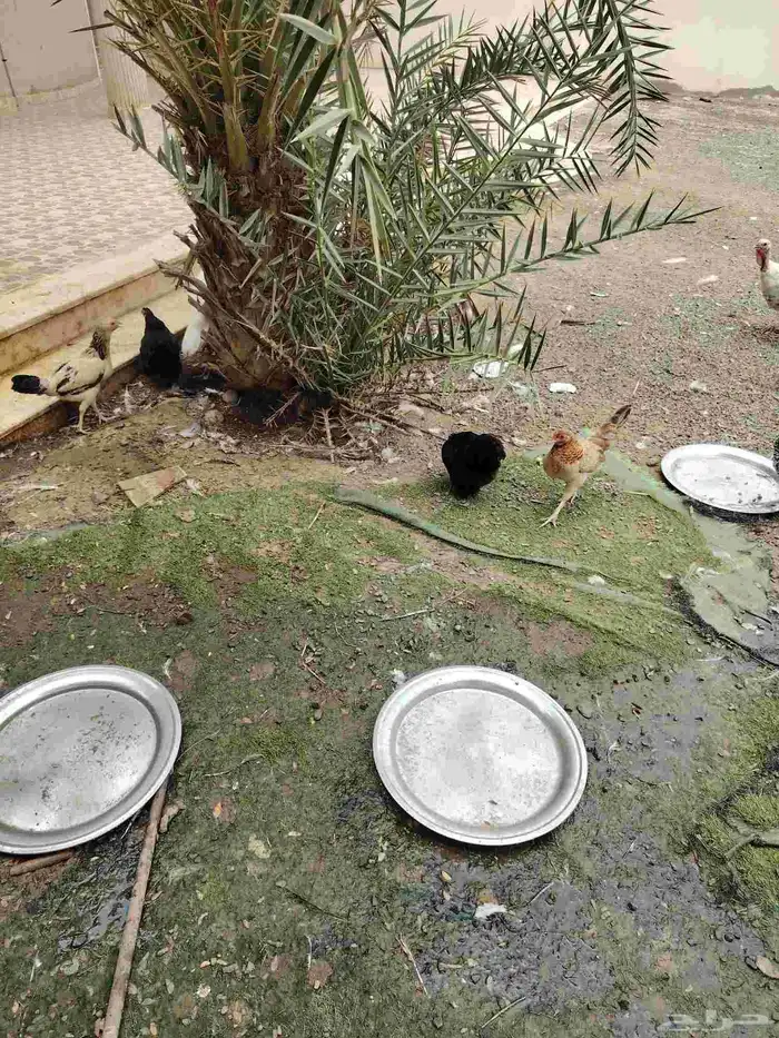 بيع وشراء محتاج 9