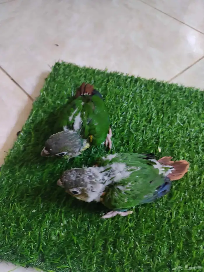 فروخ كنيور 5