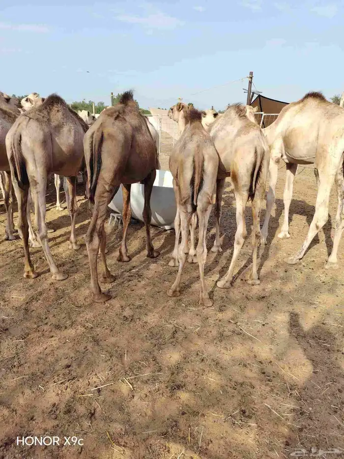 حشو قعدان مفاريد السعر 2850 4
