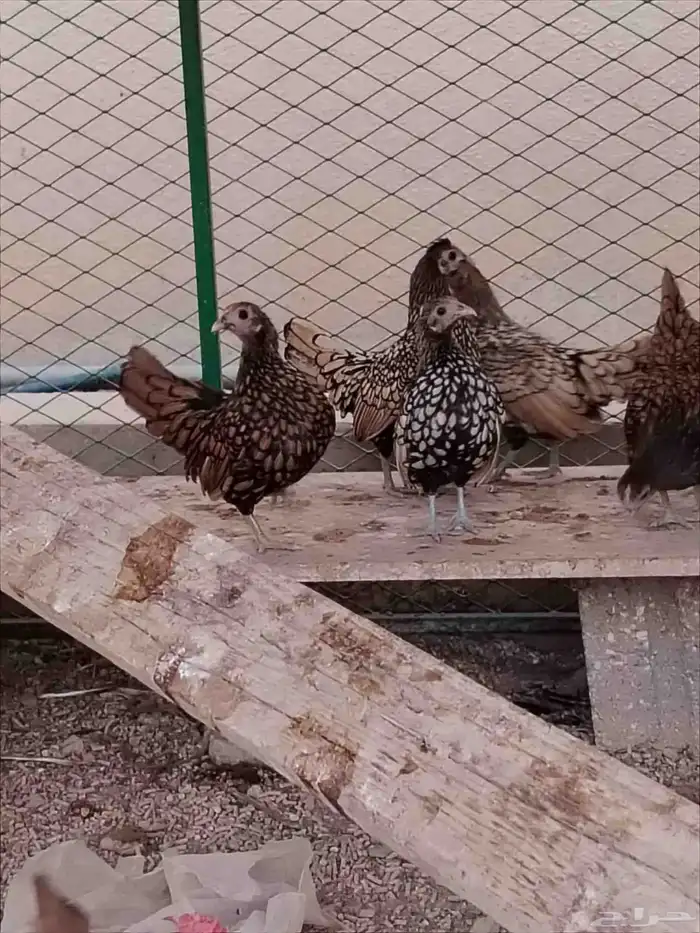 صوص سبرايت تم البيع 7