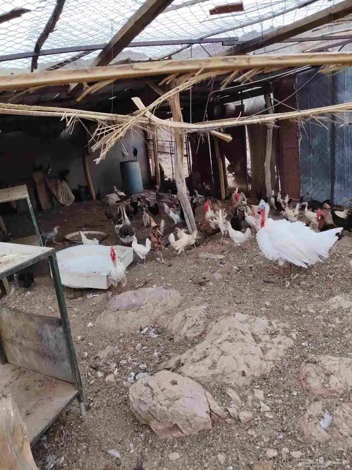 دجاج للبيع بلدي ورومي ووز 0