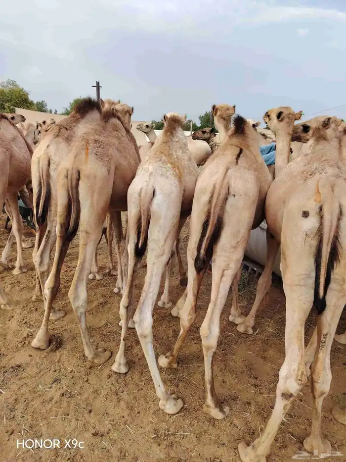 تيوس وقعدان صوماليه متميزه 3