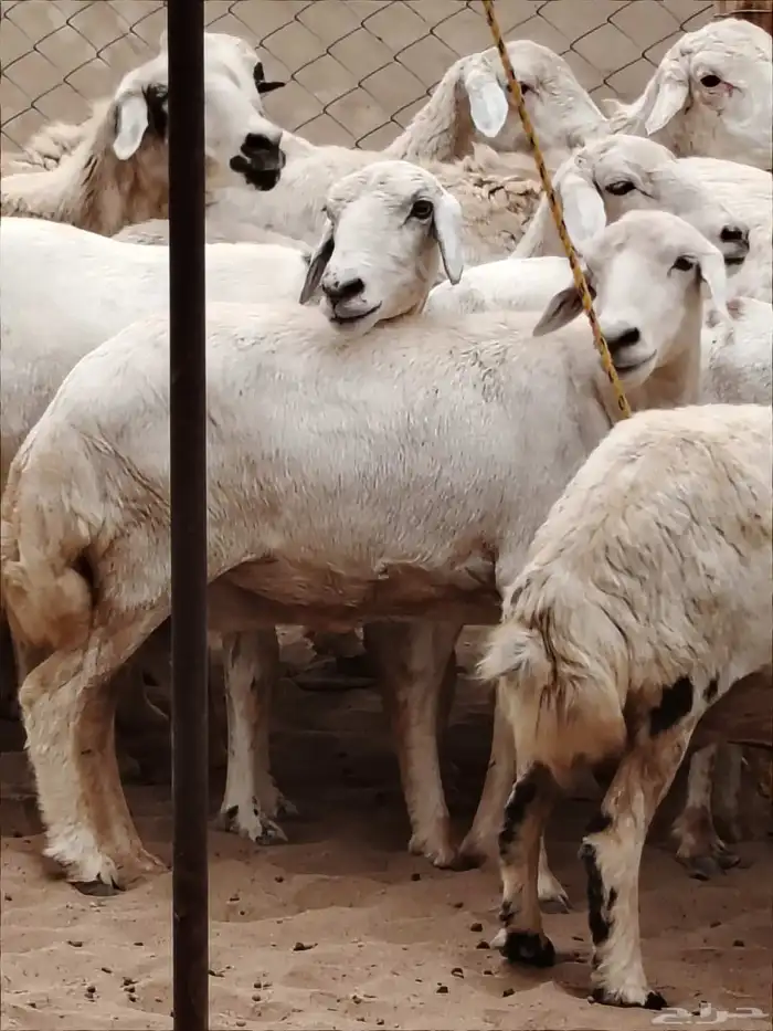 غنم مقاني مواليد ( تم البيع) 3