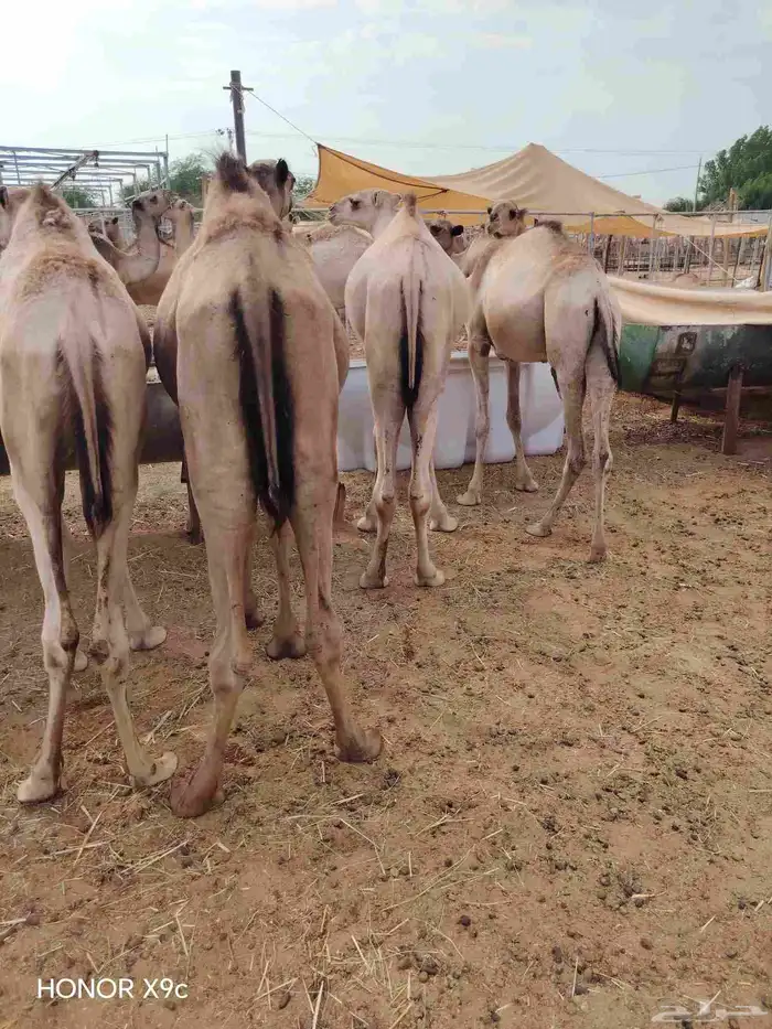 تيوس وقعدان صوماليه متميزه 0