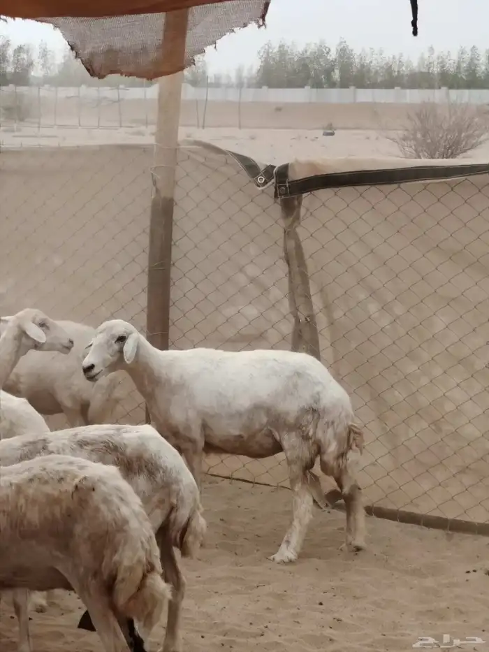غنم مقاني مواليد ( تم البيع) 2