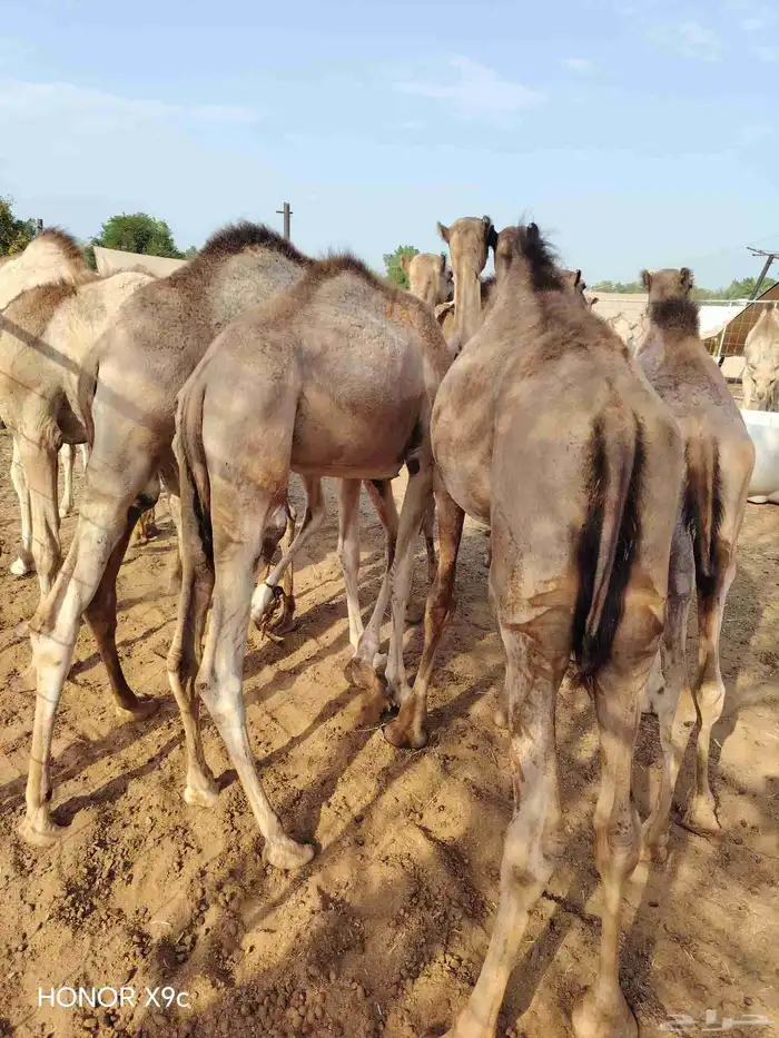 حشو قعدان مفاريد السعر 2850 3