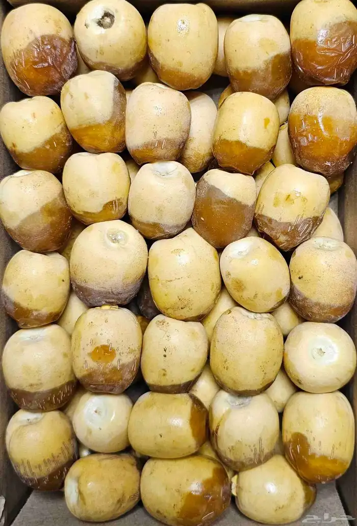 رطب هلالي الأحساء جملة 1