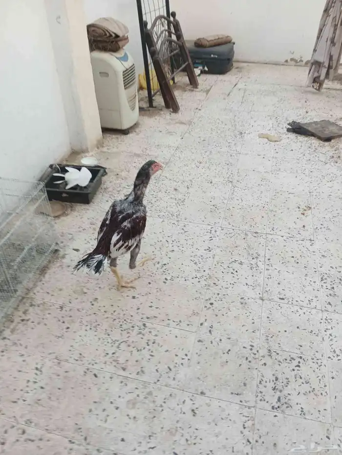 دجاج سندي ديك ودجاجه بطل توب اعمار7شهور علي السومه 5