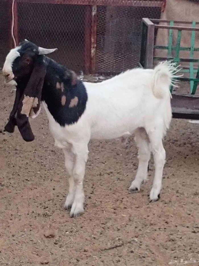 جذع حجازي طييب شرط القريع 1