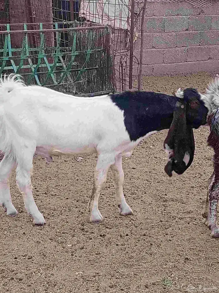 جذع حجازي طييب شرط القريع 4