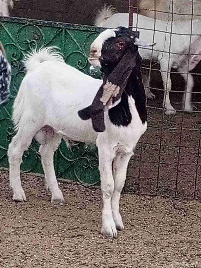 جذع حجازي طييب شرط القريع 3