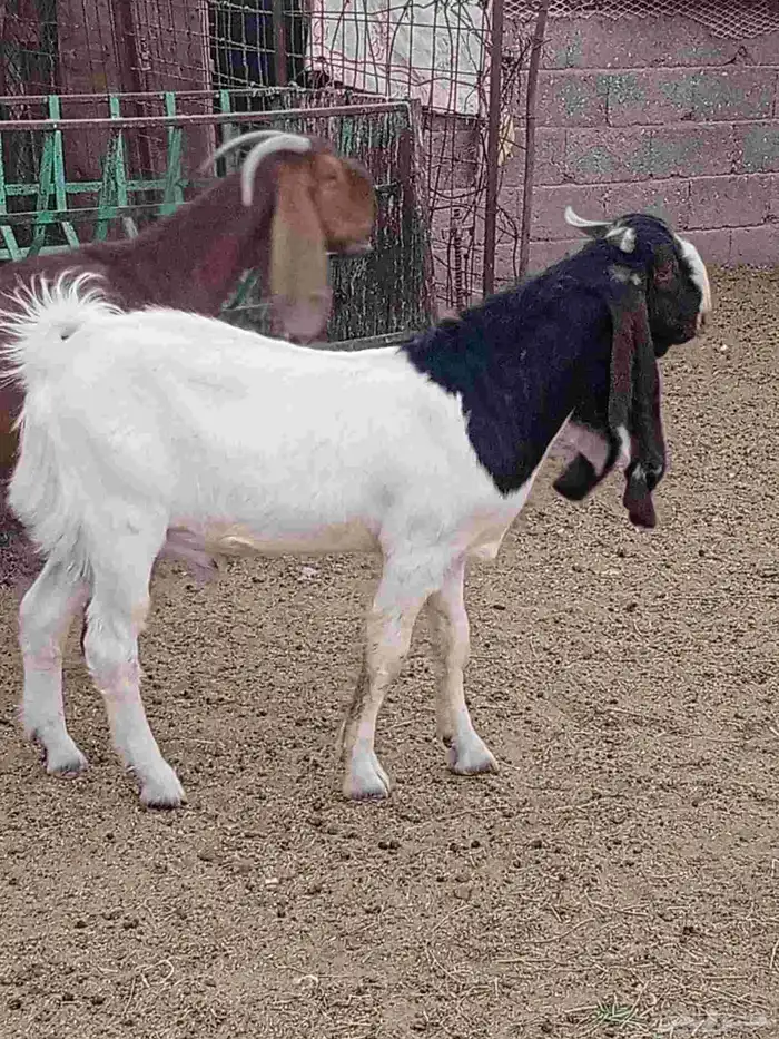 جذع حجازي طييب شرط القريع 2