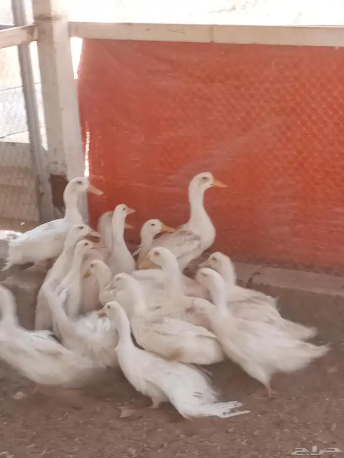 بسم الله ماشاء الله تبارك الرحمن 10جوزبط 1