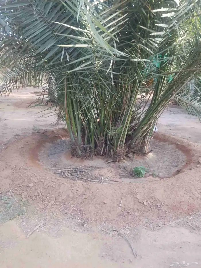 يوجد لدينا جميع انواع النخيل المثمرة وزينه ا 7