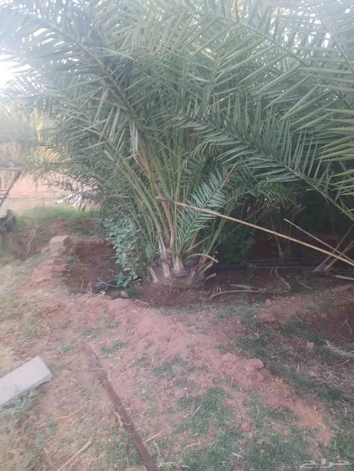 يوجد لدينا جميع انواع النخيل المثمرة وزينه ا 1