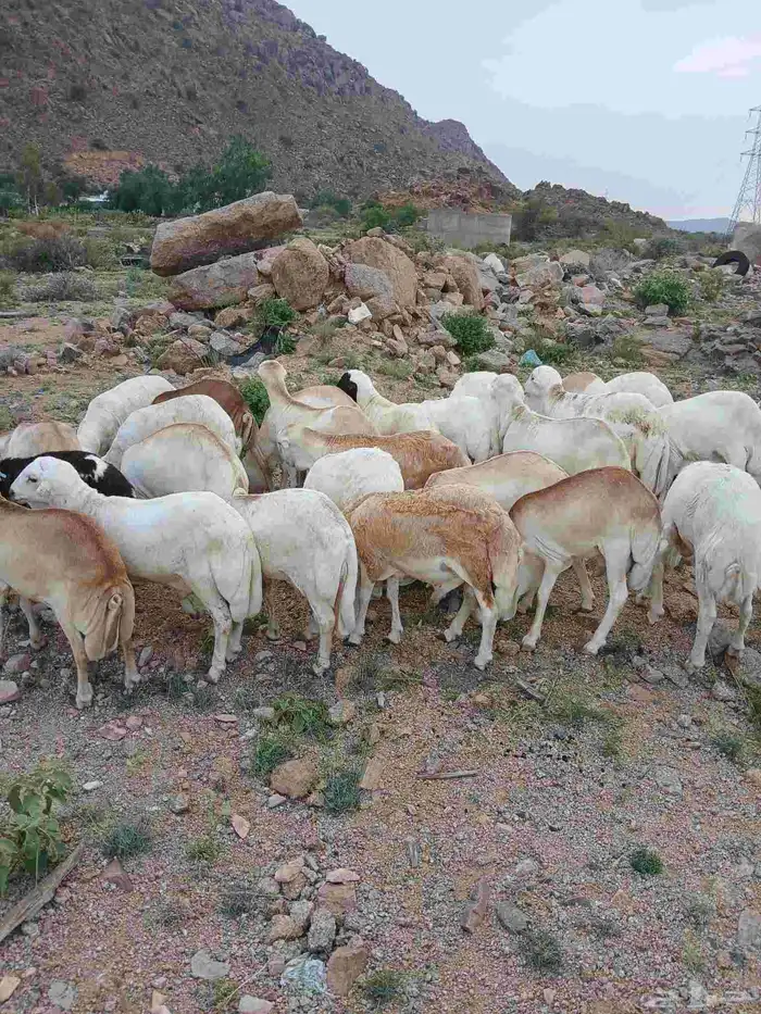 طليان رفيدي مستور العدد 50 راس 2