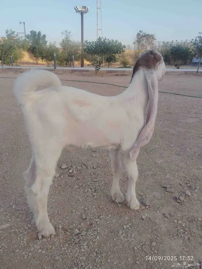 تيس هولندي صغير 1