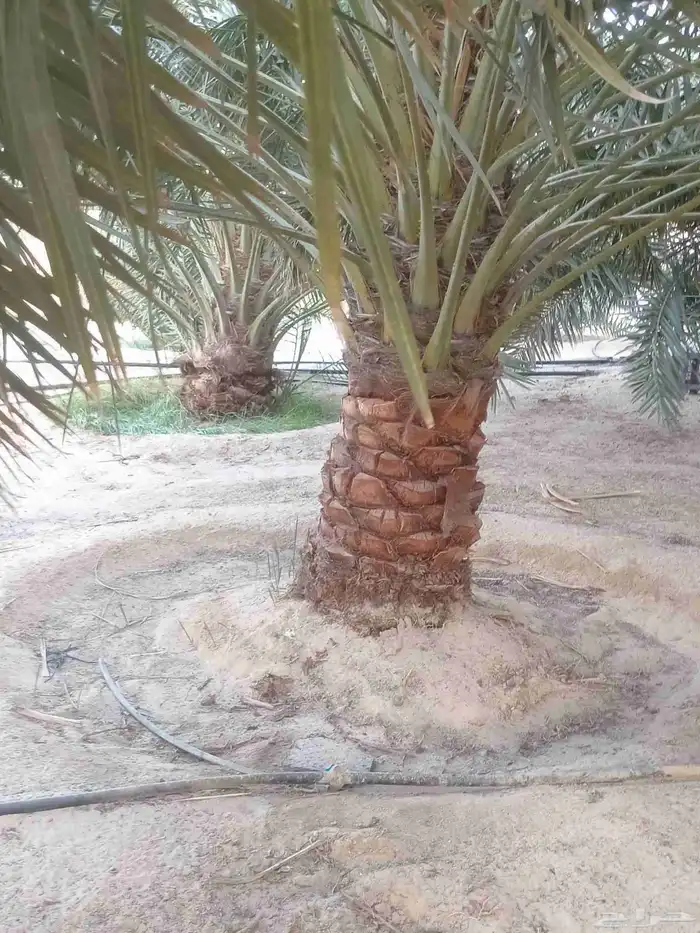 3 نخلات للبيع في هجره صلاصل النوع ارزيز 1