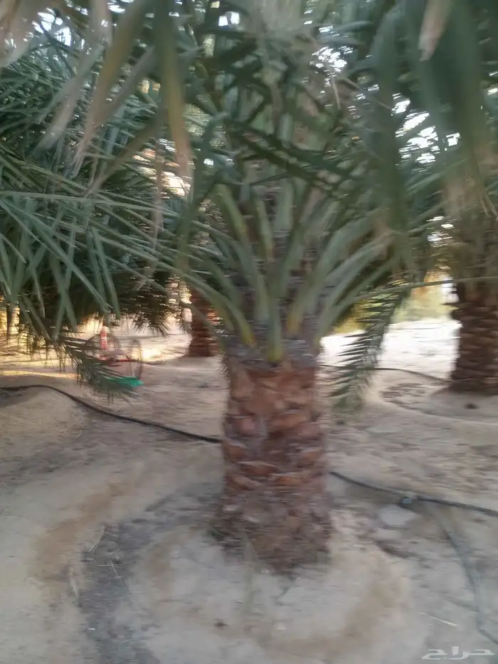 3 نخلات للبيع في هجره صلاصل النوع ارزيز 2