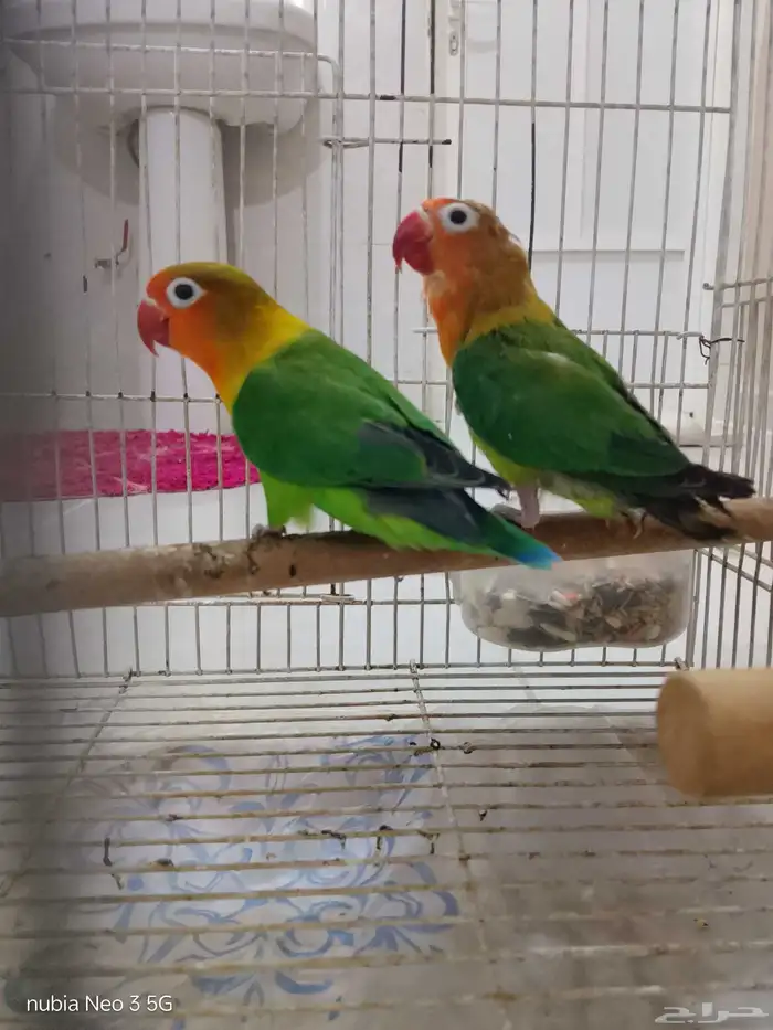 زوج فيشر 0