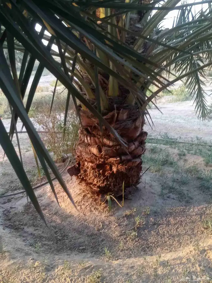 3 نخلات للبيع في هجره صلاصل النوع ارزيز 0