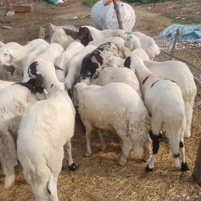 خرفان سواكن 1