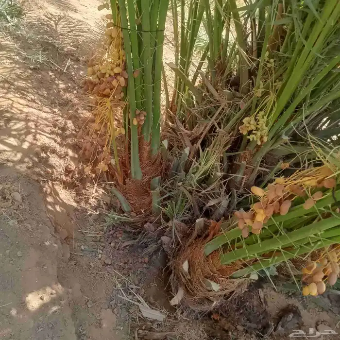 نخل اخلاص ملكي 1