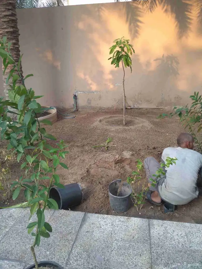 التعديل جميع أنواع النخيل والأشجار وتنسيق الحدائق الزراعية 4