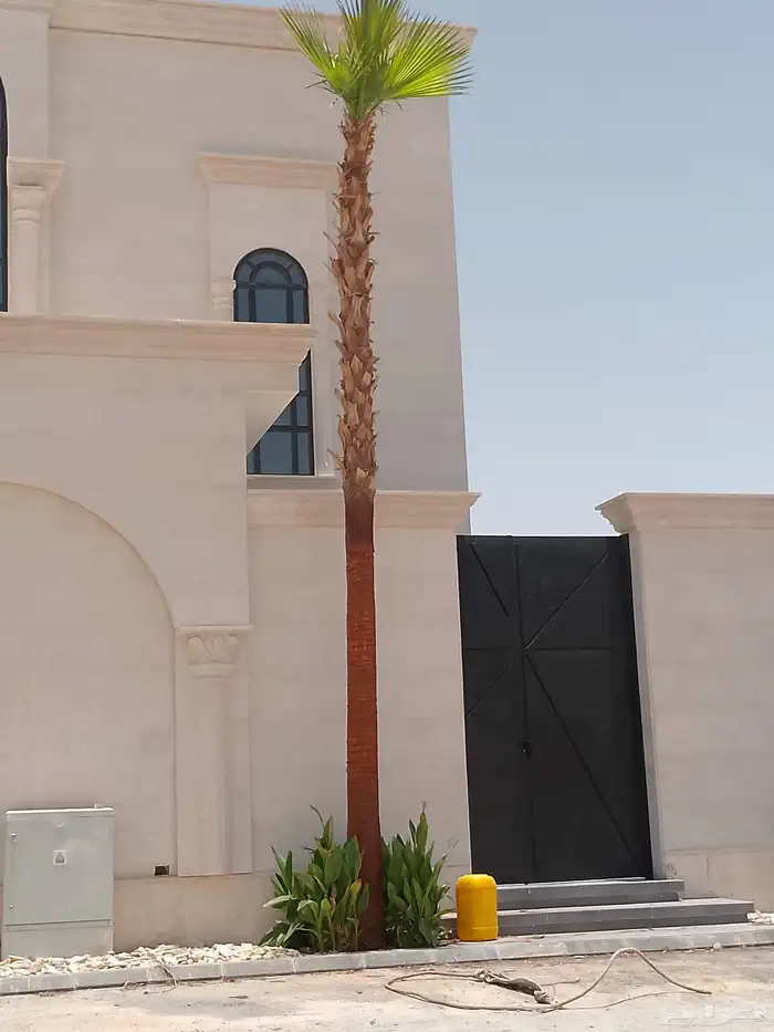 نخل واشنطن أمريكي ونخل عربي مثمر واشجار سرو 0