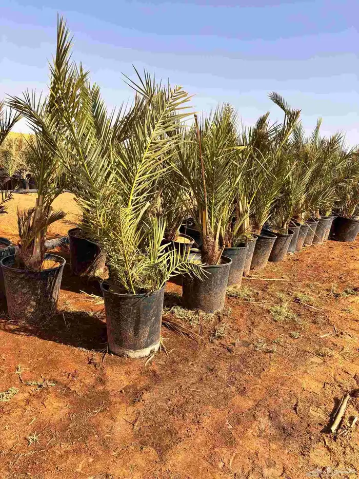 نخيل مجذر صقعي سكري مجدول 0