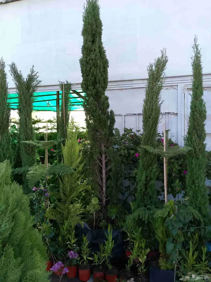 نخل واشنطن أمريكي ونخل عربي مثمر واشجار سرو 4