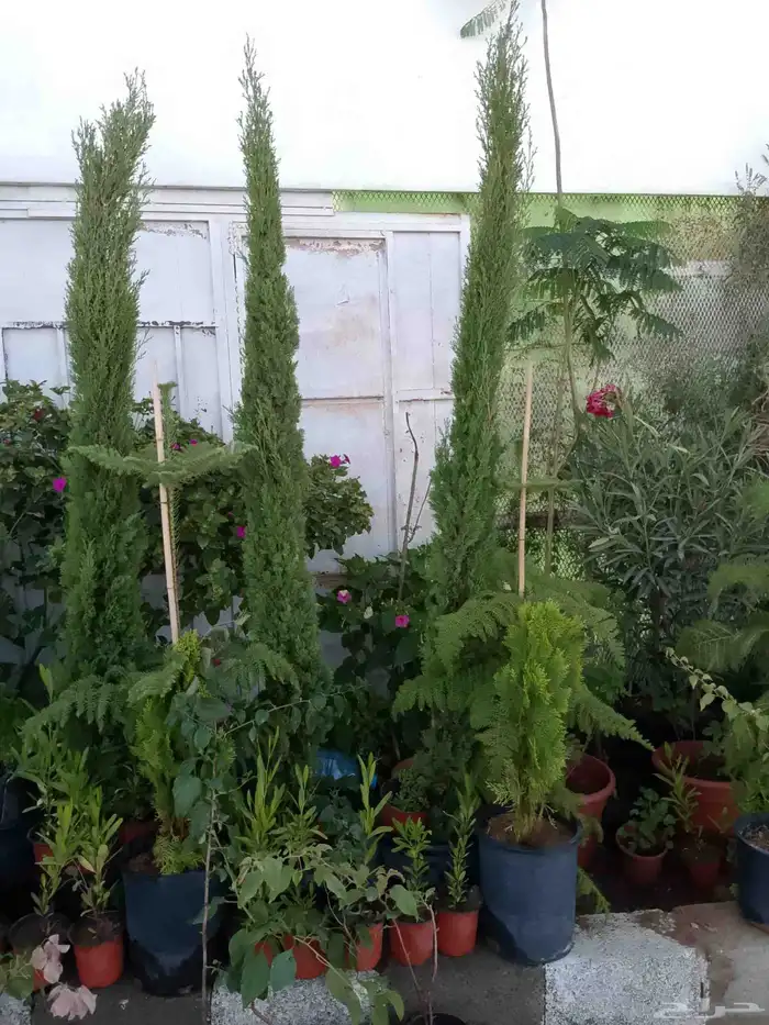 نخل واشنطن أمريكي ونخل عربي مثمر واشجار سرو 5