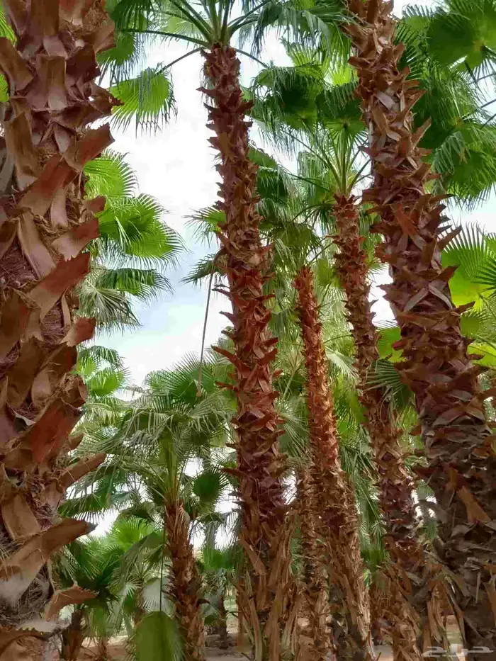 نخل واشنطن أمريكي ونخل عربي مثمر واشجار سرو 3