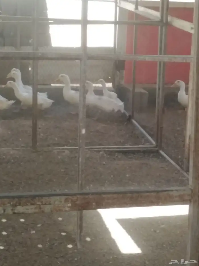 بسم الله ماشاء الله تبارك الله صوص بلدي وا بط صحه ممتازه 2