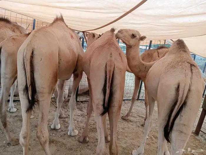 قعدان وتيوس جمله وتفريد مكه الباحه الرياض 1
