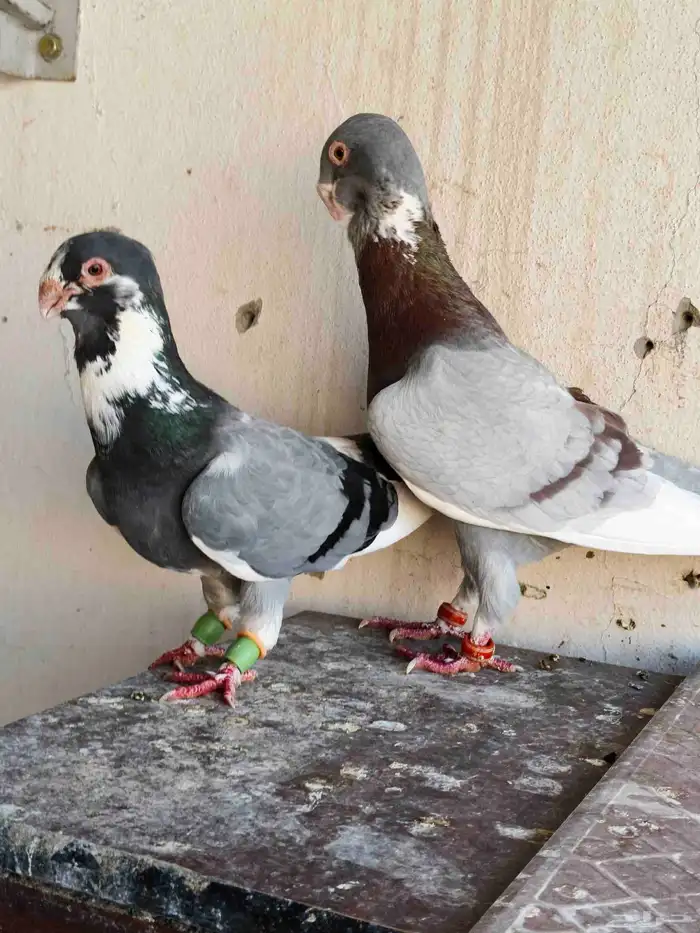 للبيع الموقع الرياض 6