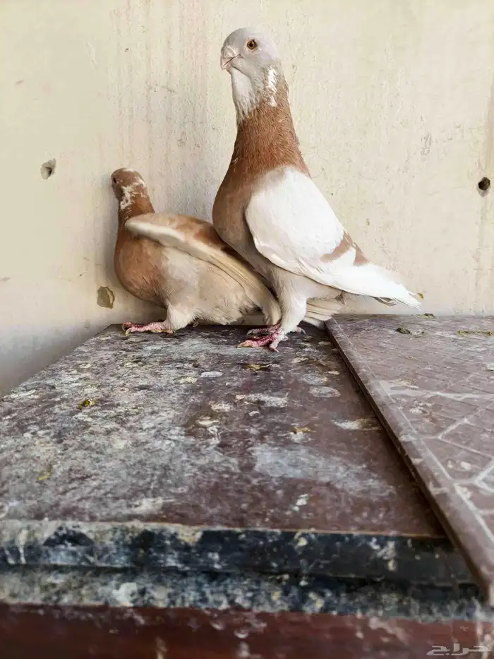 للبيع الموقع الرياض 4