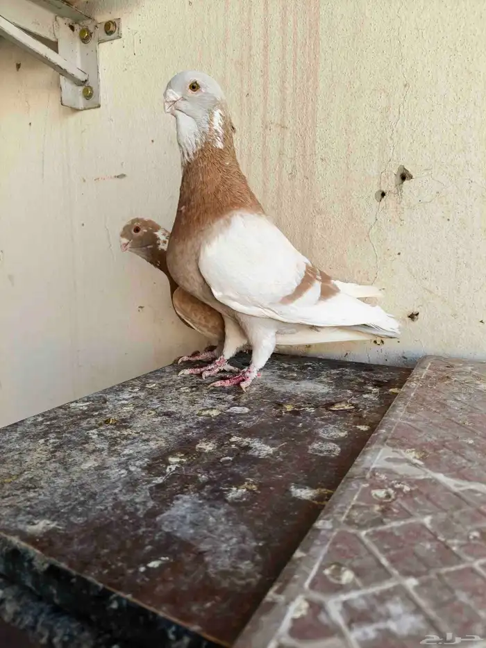 للبيع الموقع الرياض 1