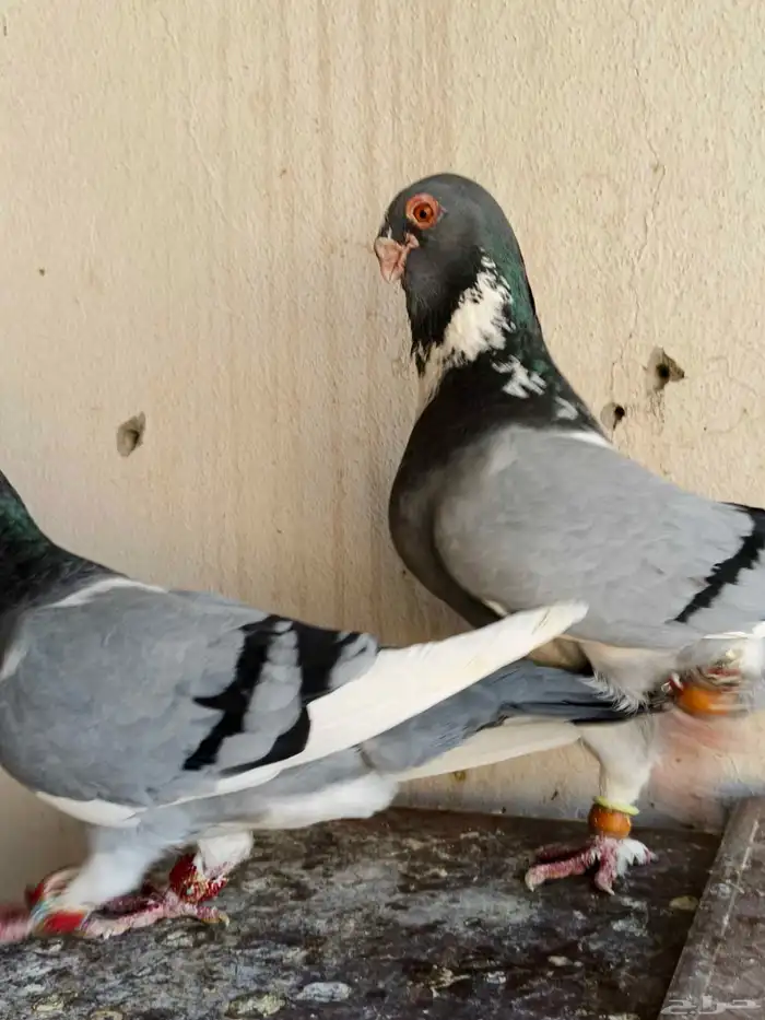 للبيع الموقع الرياض 0