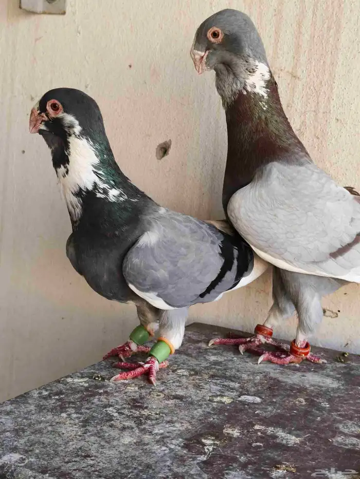 للبيع الموقع الرياض 5