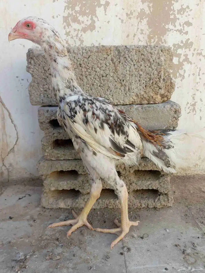 طقم شامو ياباني 1