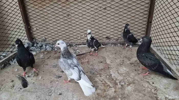 حمام قطيفي (طبات) 2