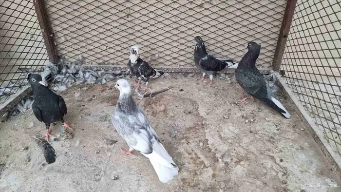 حمام قطيفي (طبات) 1